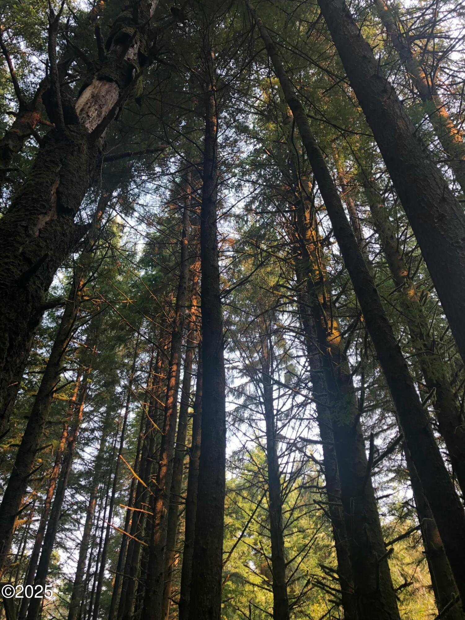 TL 500 SE Chittum Drive