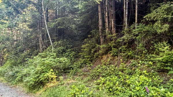504 E SUDAN CREEK RD, WALDPORT, OR 97394 - Image 4168b2c8f32d0688a91b33a0a4fb78ae/650534629