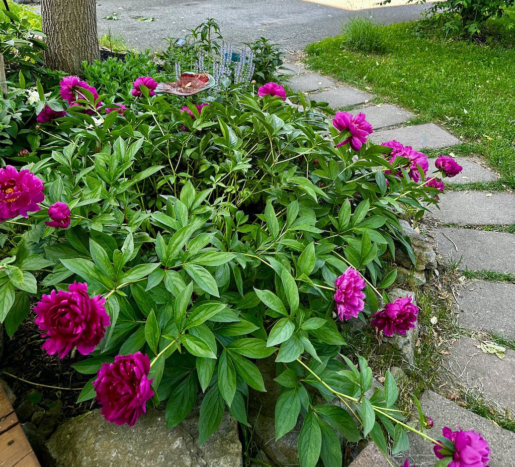 Montréal (Lachine), QC H8S 3C1, Canada, 4 Bedrooms Bedrooms, ,2 BathroomsBathrooms,Residential,Active,242257