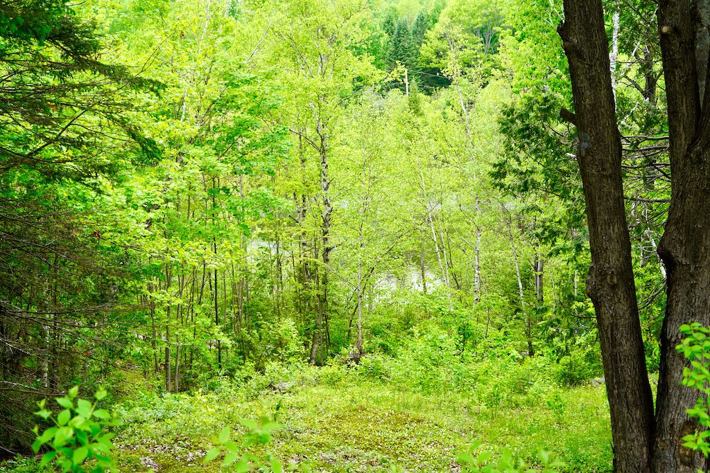 Prévost, QC J5L 2S2, Canada, 2 Bedrooms Bedrooms, ,1 BathroomBathrooms,Residential,Active,230369