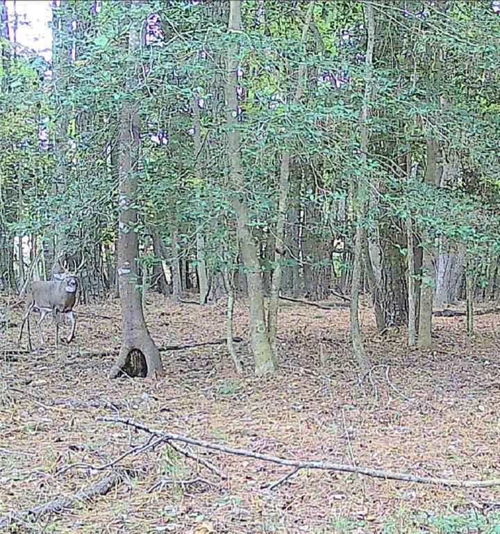 10+AC Groton Tract A Woods