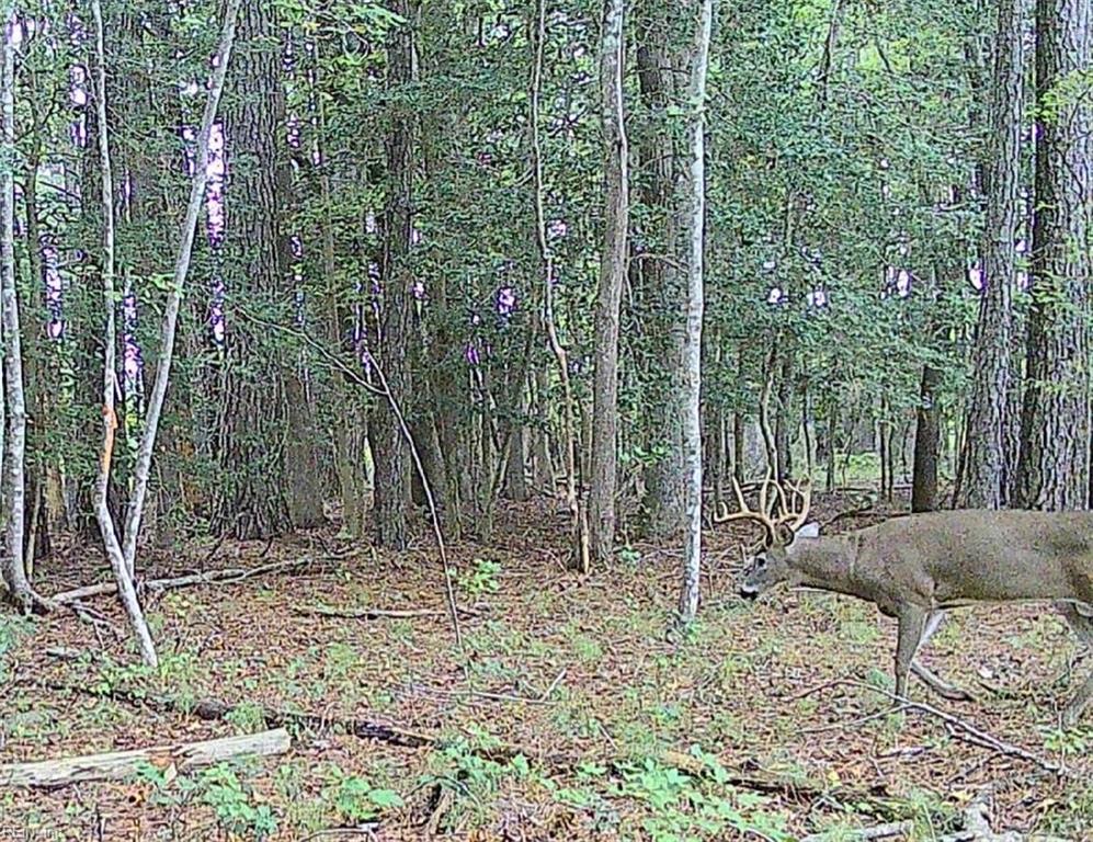 10+AC Groton Tract A Woods