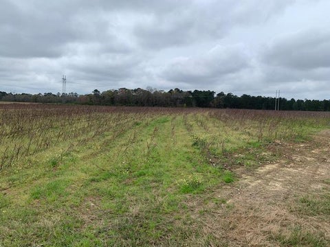 Tiny photo for 0 W Hutchinson Rd, Tifton, GA 31793 (MLS # 129573)