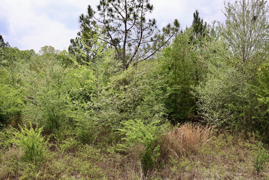 00 Randall Whiddon Dr