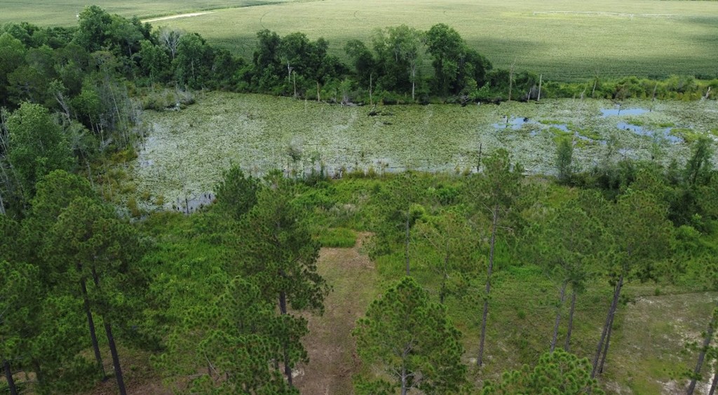 163 Country Woods