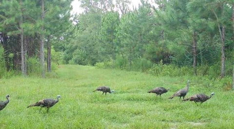 Tiny photo for 668 Ten Mile Rd, Fitzgerald, GA 31750 (MLS # 142583)