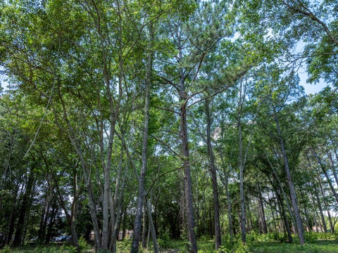 Tiny photo for 0 N Tift Ave, Tifton, GA 31793 (MLS # 142697)