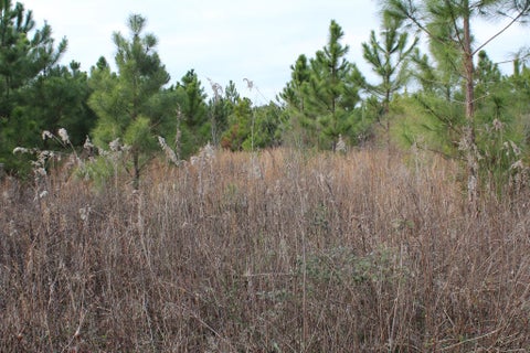 Tiny photo for 0 SE Oakridge Church Road, Tifton, GA 31794 (MLS # 140226)