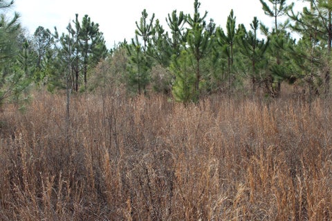 Tiny photo for 0 SE Oakridge Church Road, Tifton, GA 31794 (MLS # 140226)