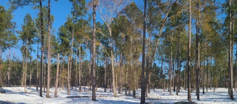 Tiny photo for 509 Eisenhower RD, Rebecca, GA 31783 (MLS # 143144)