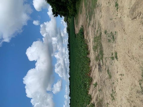 Tiny photo for 0 N Gorday, Ashburn, GA 31714 (MLS # 132987)