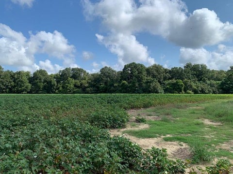 Tiny photo for 0 N Gorday, Ashburn, GA 31714 (MLS # 132987)