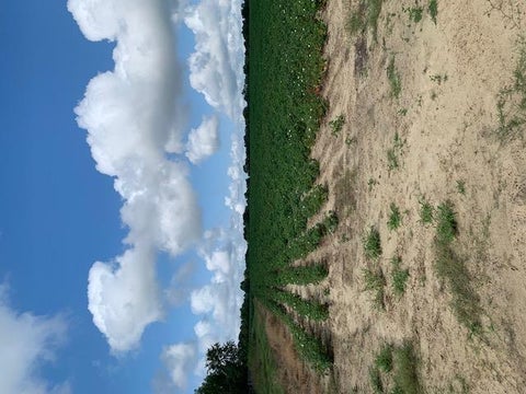 Tiny photo for 0 N Gorday, Ashburn, GA 31714 (MLS # 132987)
