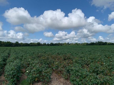 Tiny photo for 0 N Gorday, Ashburn, GA 31714 (MLS # 132987)