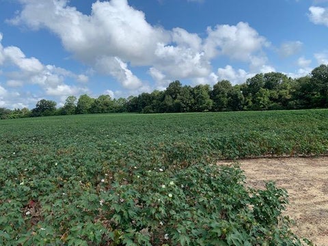 Tiny photo for 0 N Gorday, Ashburn, GA 31714 (MLS # 132987)