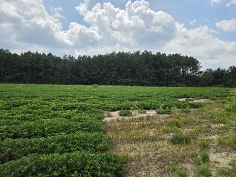 Tiny photo for 0 Roy and Blanche Hulett Road, Fitzgerald, GA 31750 (MLS # 143051)