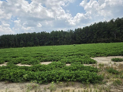 Tiny photo for 0 Roy and Blanche Hulett Road, Fitzgerald, GA 31750 (MLS # 143051)