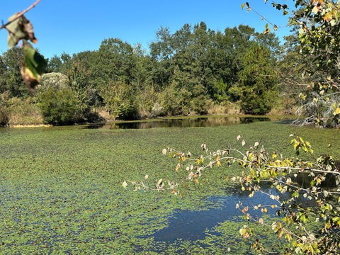 Tiny photo for 0 Hwy 82, Sumner, GA 31789 (MLS # 143121)