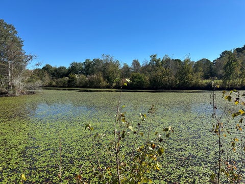Tiny photo for 0 Hwy 82, Sumner, GA 31789 (MLS # 143121)
