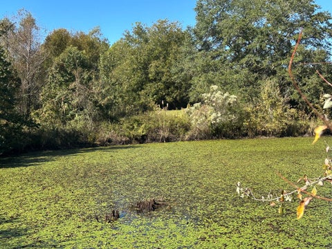 Tiny photo for 0 Hwy 82, Sumner, GA 31789 (MLS # 143121)