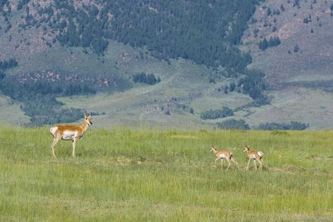 Photo of 122 Wild Horse Ranch, Laramie, WY 82070 (MLS # 250674)
