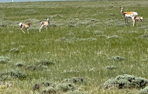 Photo of 86 Cassidy River Ranch, Medicine Bow, WY 82329 (MLS # 250395)