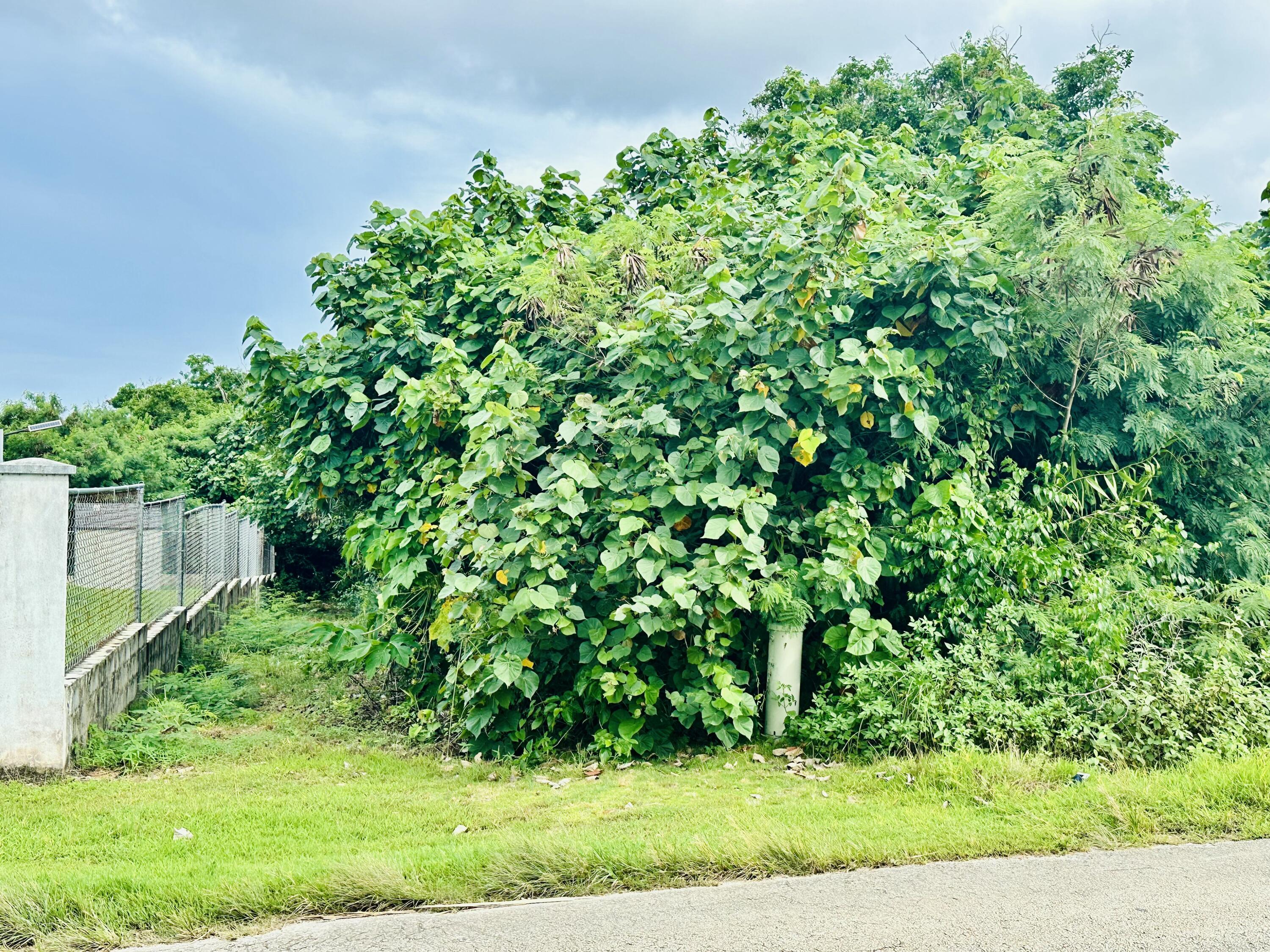 Camelia Lane (L1-R2-R1,T293)