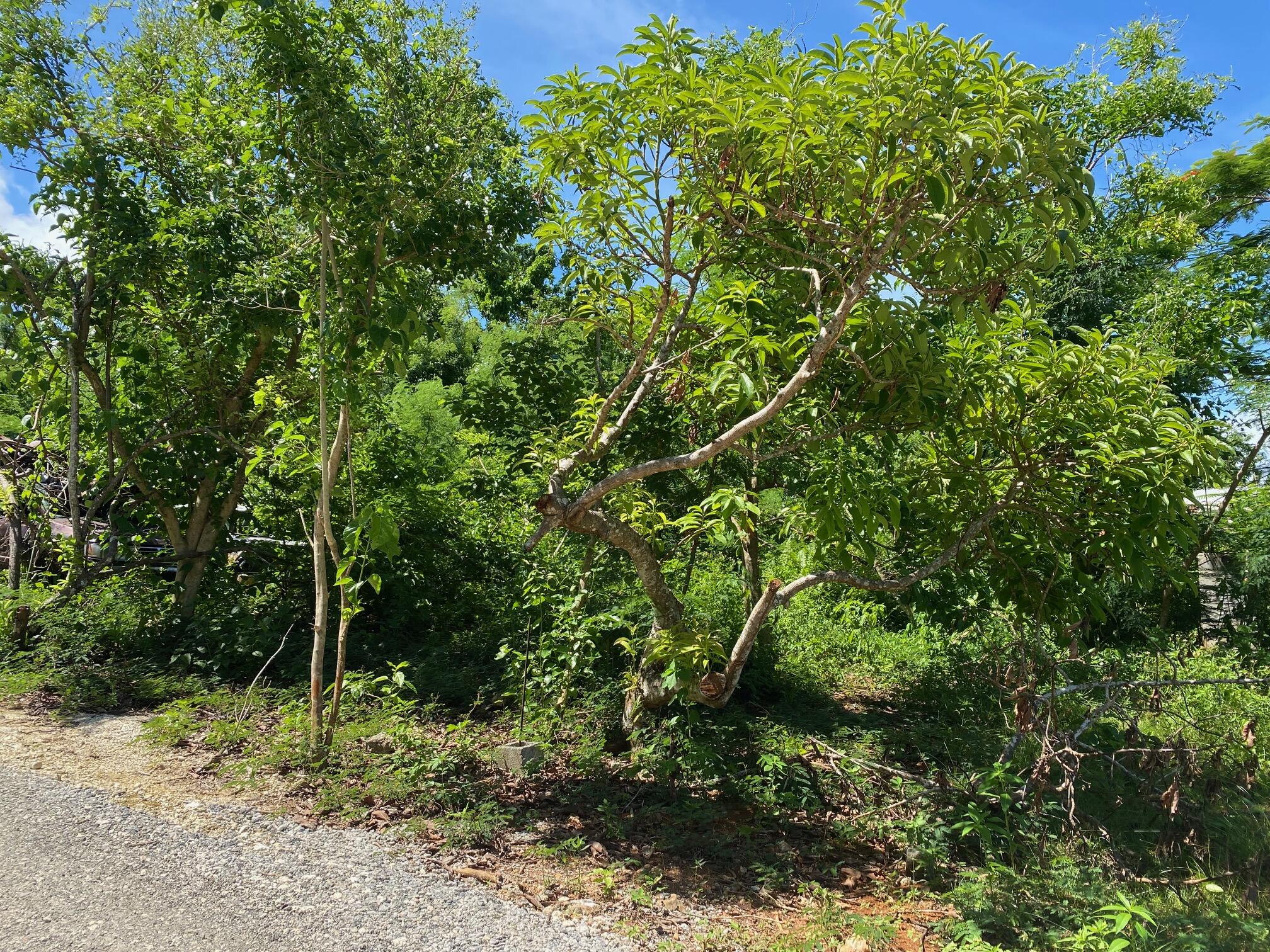 Marbo Cave Road