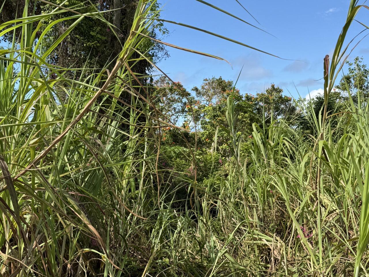 Dairy (Lot 2401-11) Road