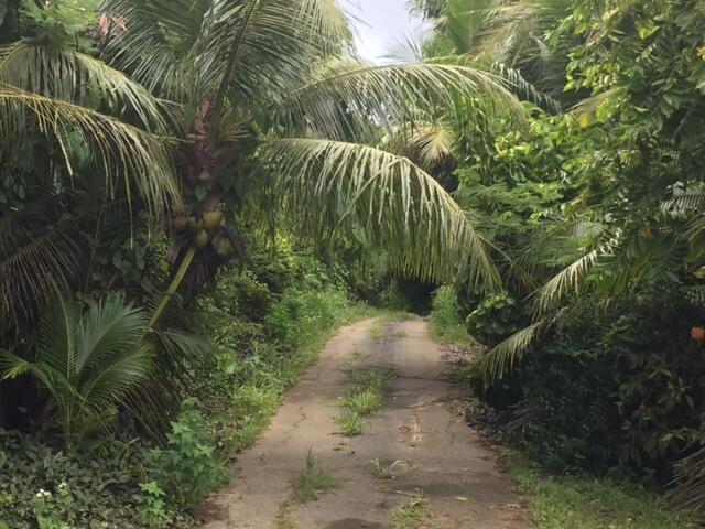 Serena Road