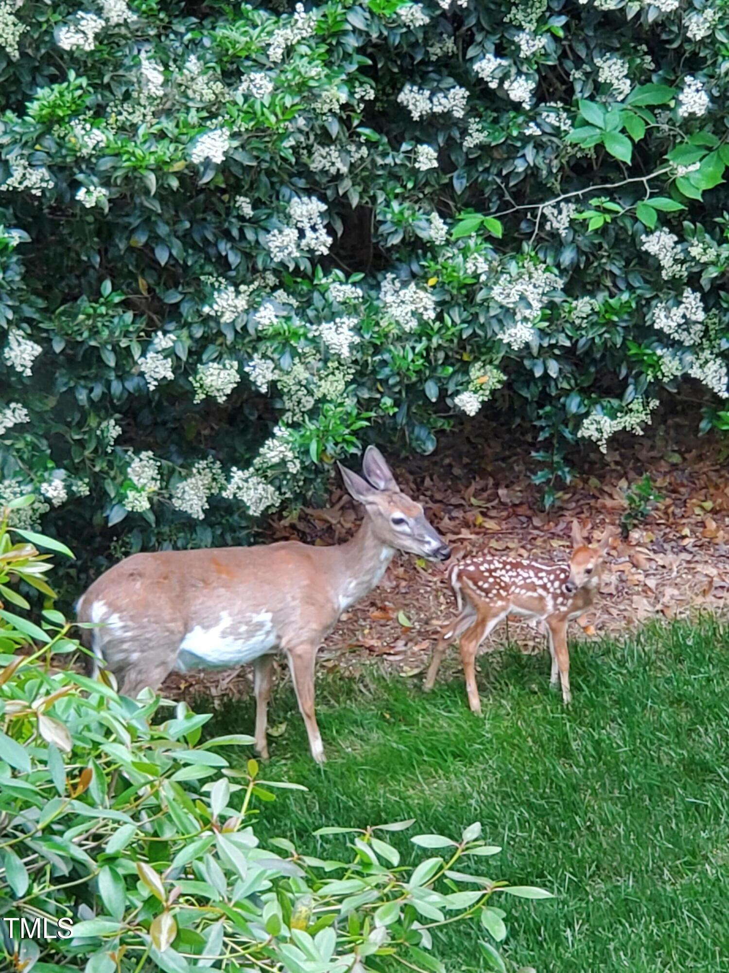 Raleigh, North Carolina 27615, United States, 4 Bedrooms Bedrooms, ,3 BathroomsBathrooms,Residential,Pending,1947
