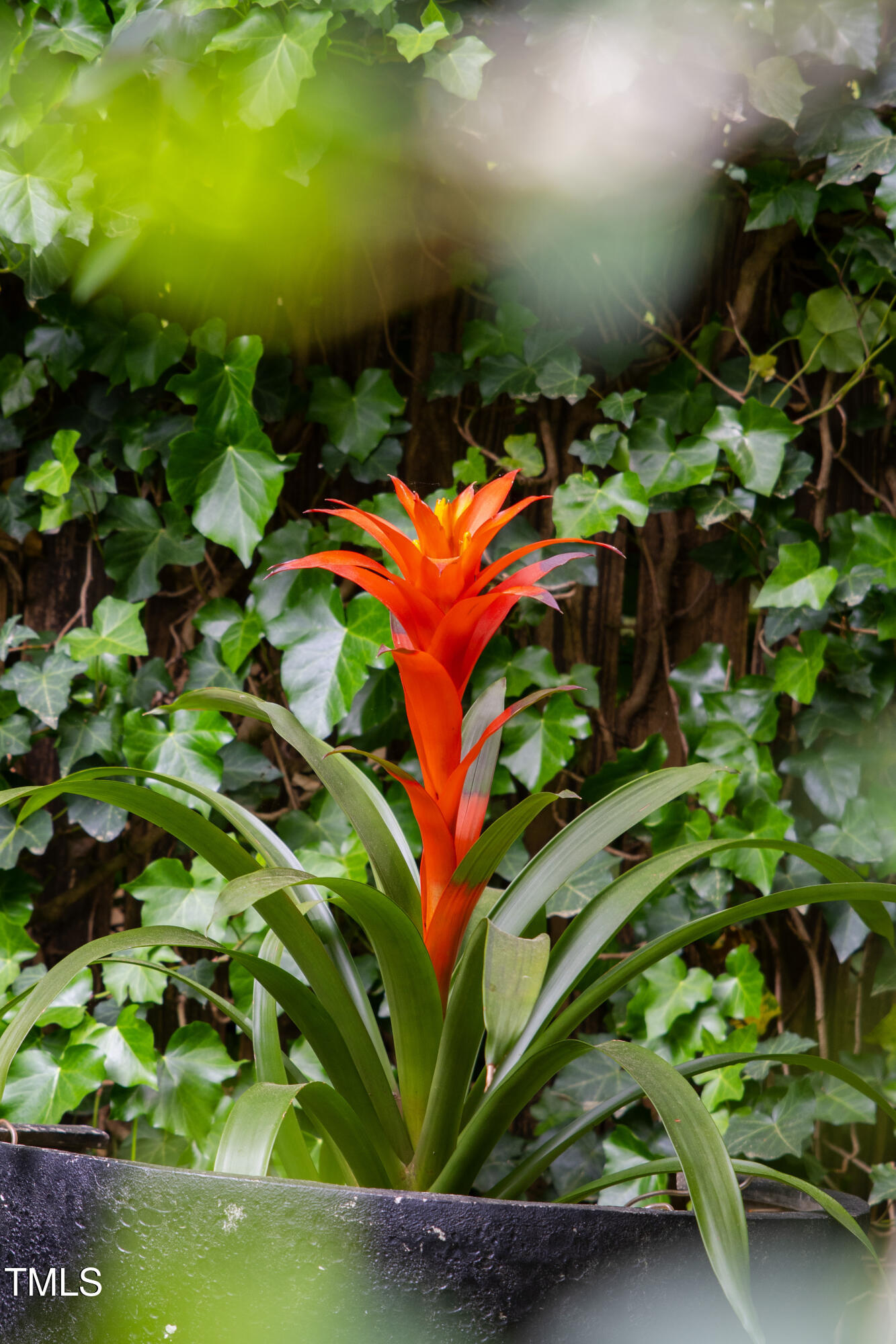 Raleigh, North Carolina 27608, United States, 4 Bedrooms Bedrooms, ,3 BathroomsBathrooms,Residential,Pending,125655