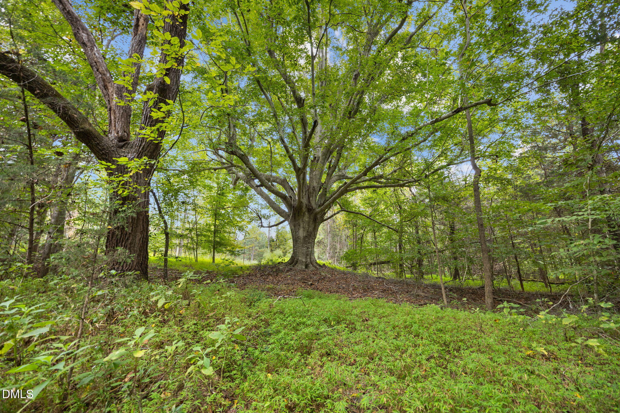 Tbd Wolf Tree Way