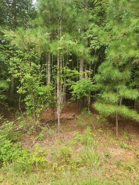Photo for 131 Sequoia Drive