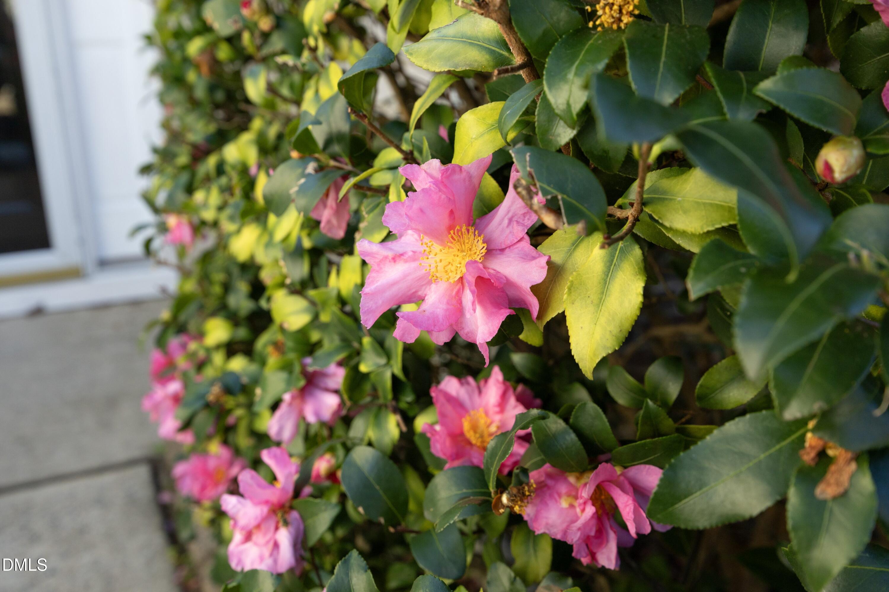 500 Dogwood Creek Place