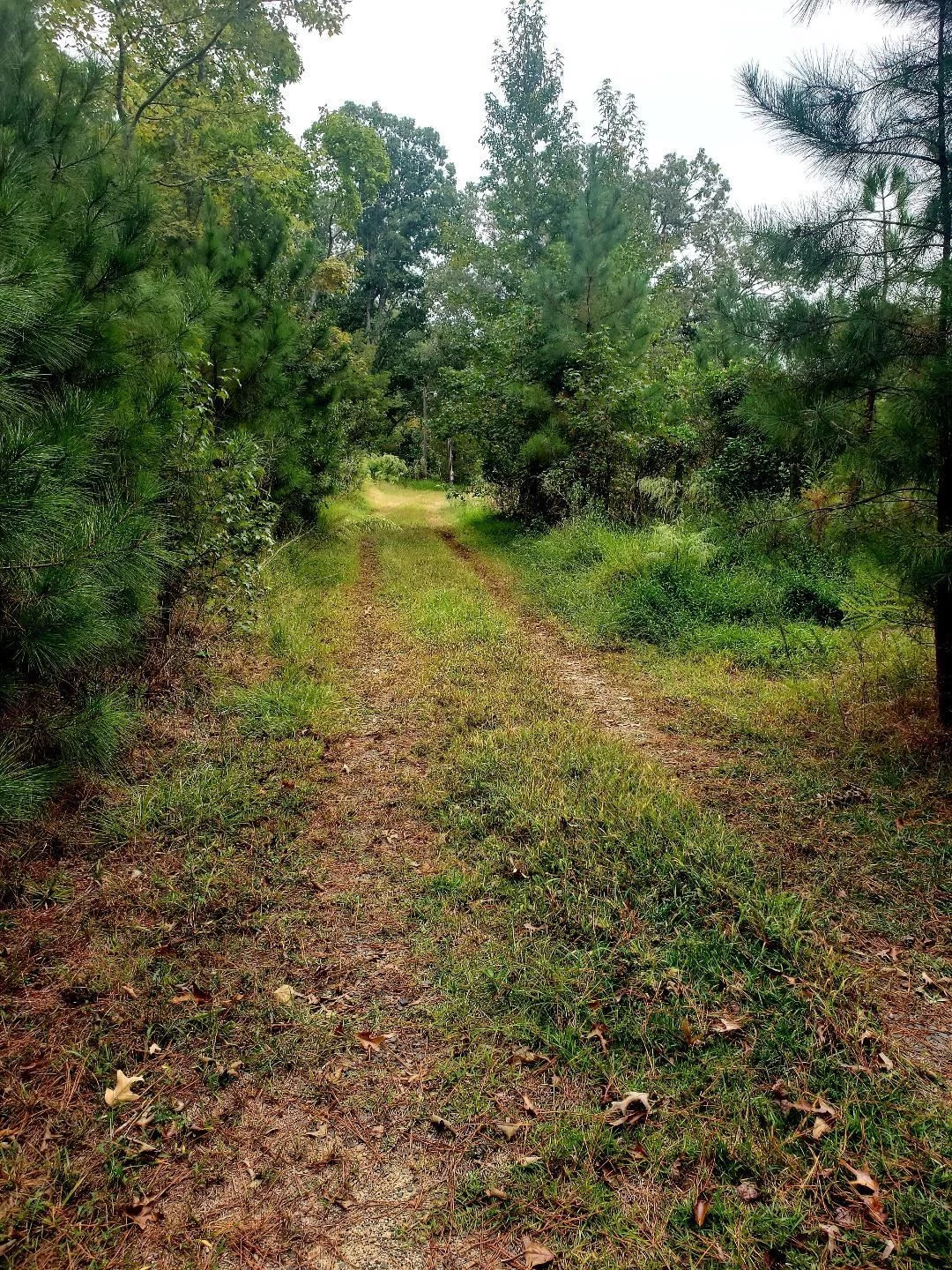 1313 Olive Branch Road