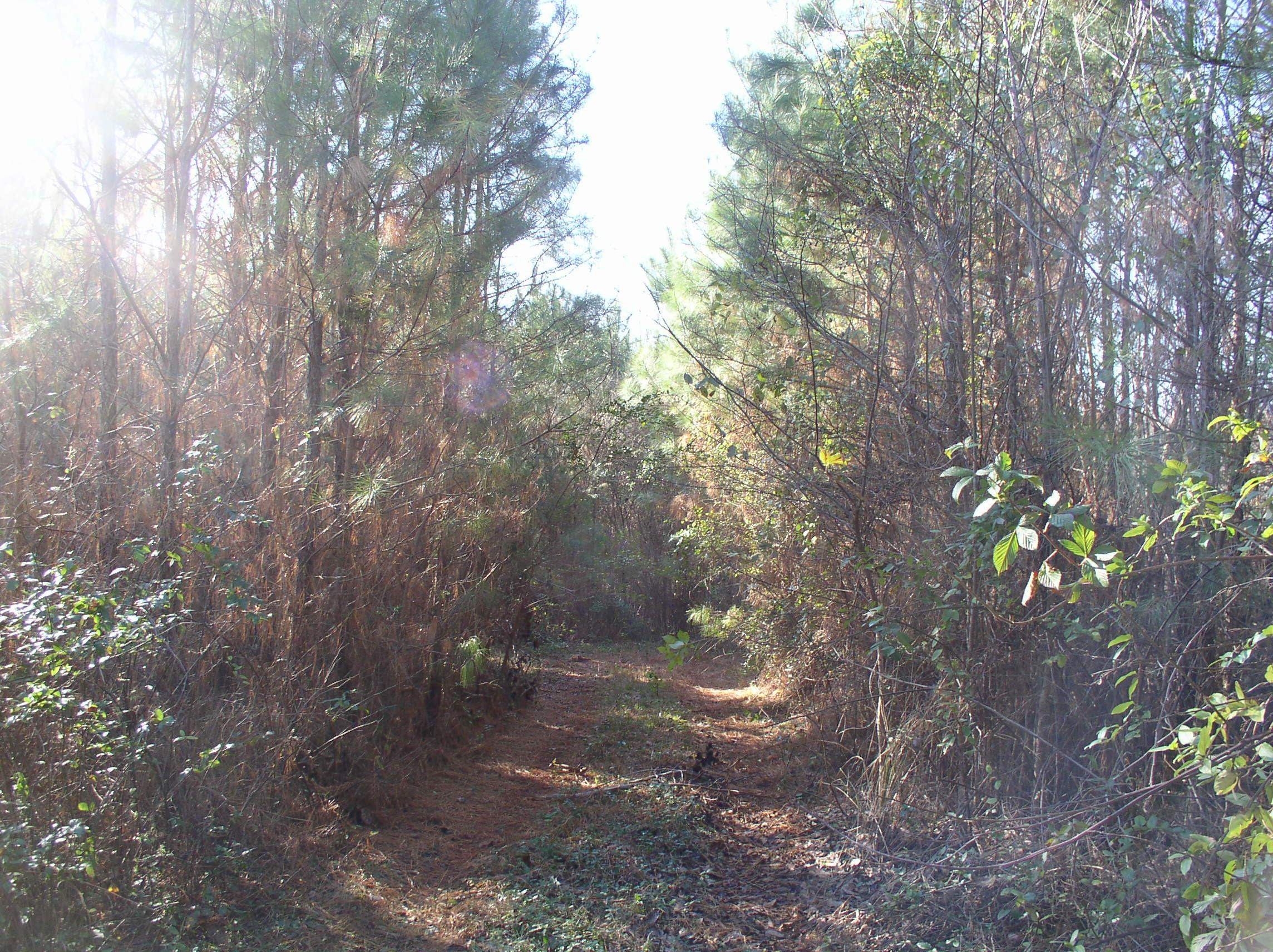 Luna Road