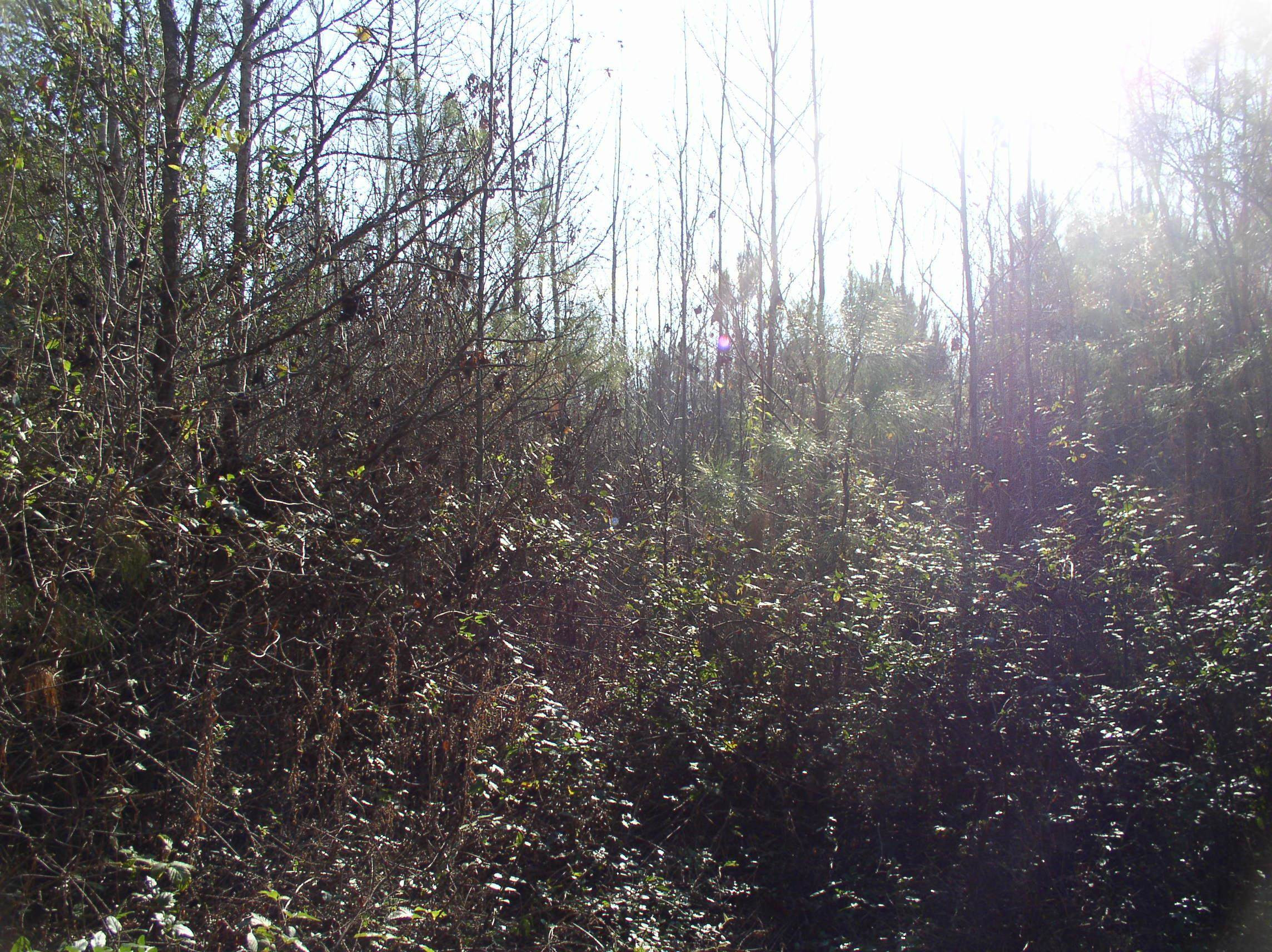Luna Road