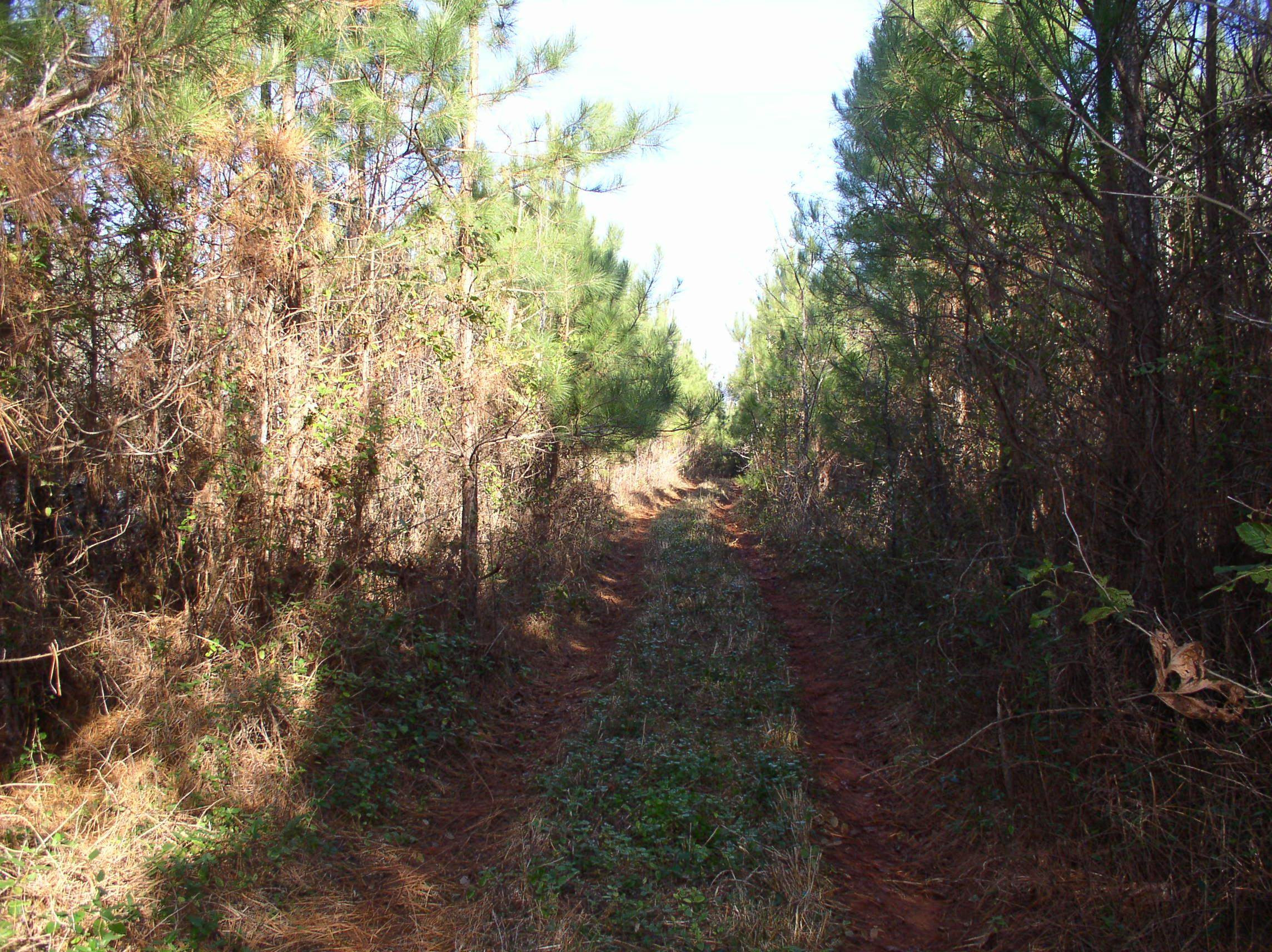 Luna Road