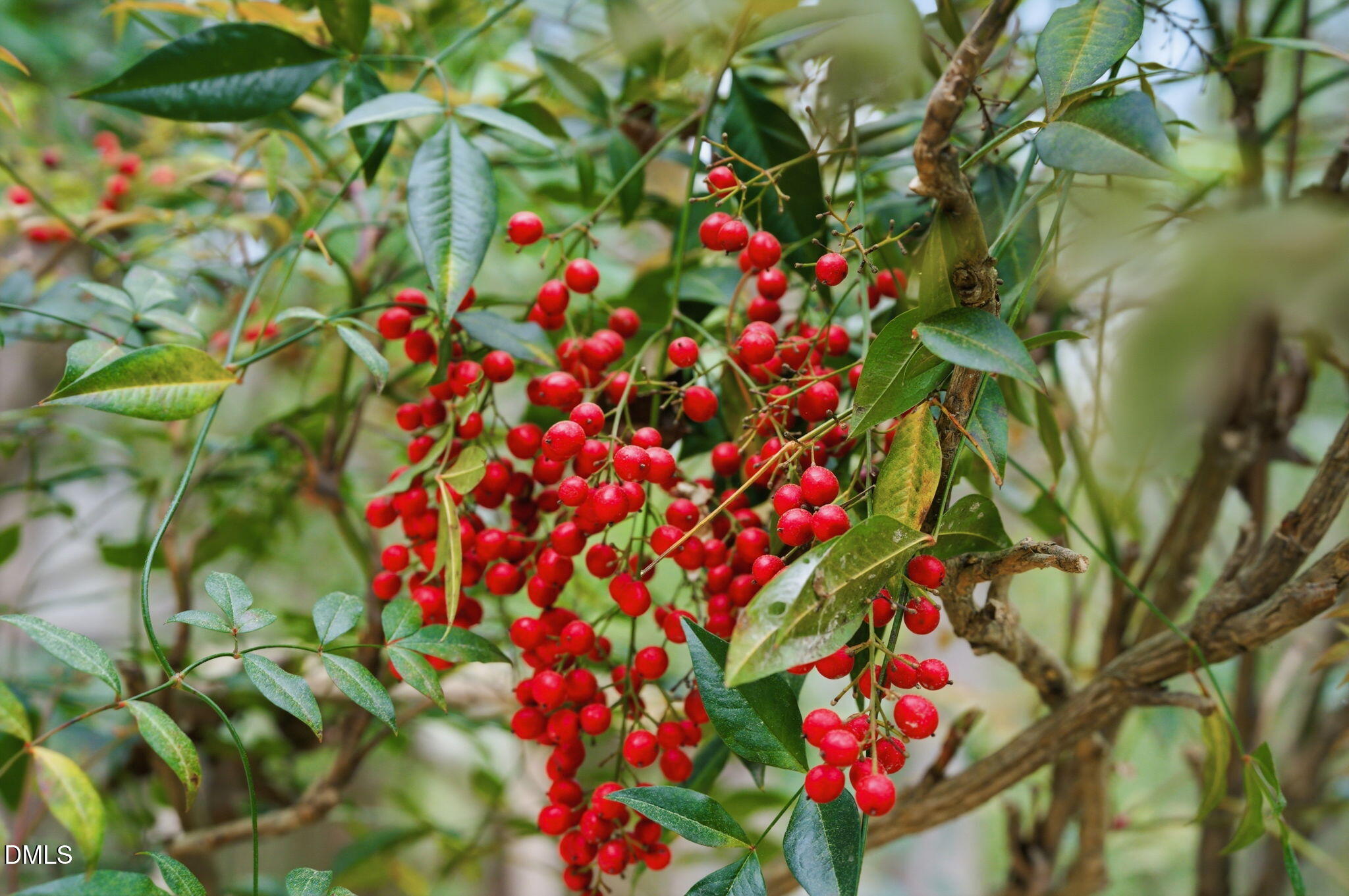 7004 Ferrell Woods Lane