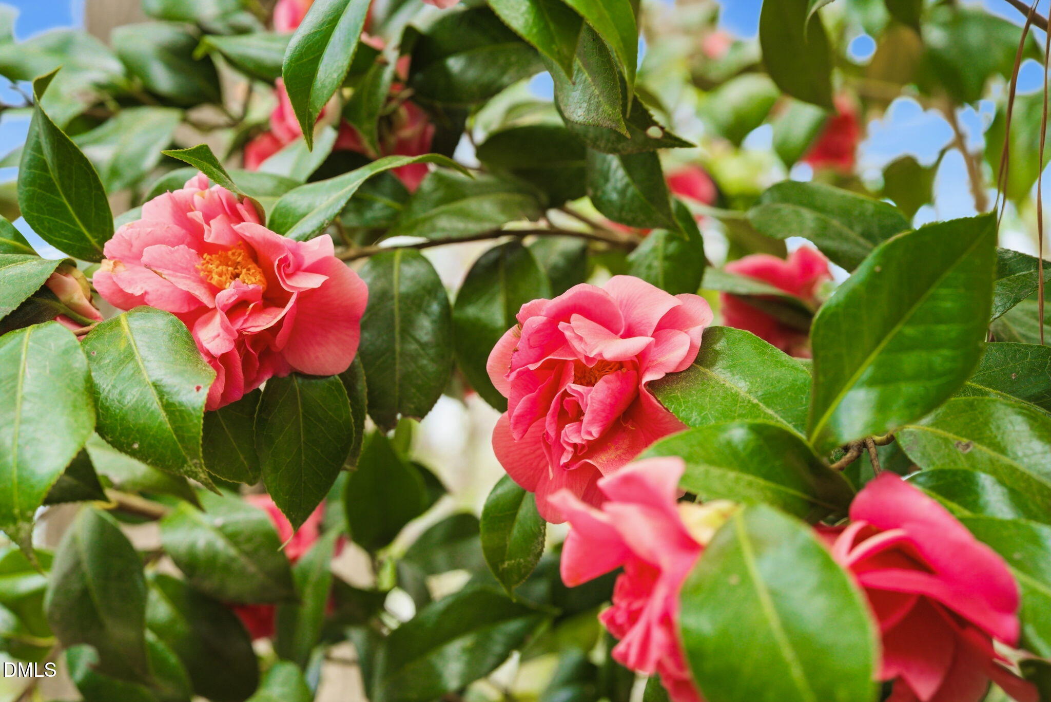 7004 Ferrell Woods Lane