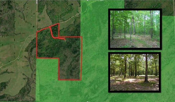 COUNTY RD 830, THORNFIELD, MO 65762 - Image 043884ed45a650fdb2b3d0efca84899a/1124457599