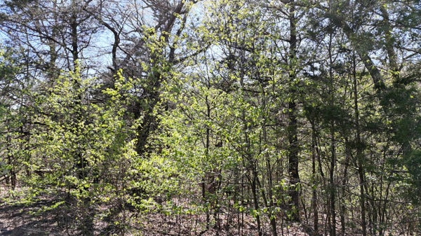 104 KOMO LN, LAMPE, MO 65681 - Image 3042021751cd18ccca56e4d79cef76da/4196454023