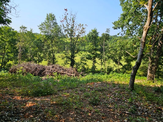 MCLEAN RD, OZARK, MO 65721 - Image 3db4154bd0e2f26a2ca55d6f298b7962/1989728922