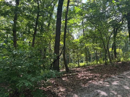 TWIN SPRINGS DR, CASSVILLE, MO 65625 - Image 44eda1d02f7872b27d241f171c44df0c/2844551369