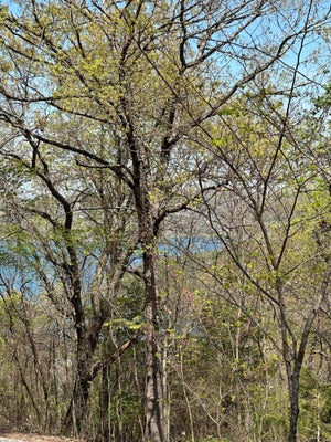 75 COUNTRY LN, BLUE EYE, MO 65611 - Image 4eb103f8a5dcbe6f6c06d1d5b925386b/2862717066