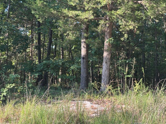 35377 COUNTY RD W-264 W 264, VANZANT, MO 65768 - Image 55849c03a8e98ed4d394214b21d1723f/697384833