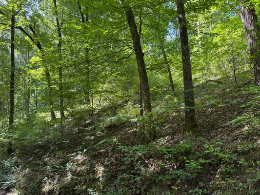000 COUNTY ROAD 179, DORA, MO 65637 - Image 5b4beaaaba92a17628726acf98a64f52/737364071