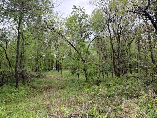 IVY RD, CARTHAGE, MO 64836 - Image 6e367df2da7ff4aadfc35b7bc4cde924/1878789597