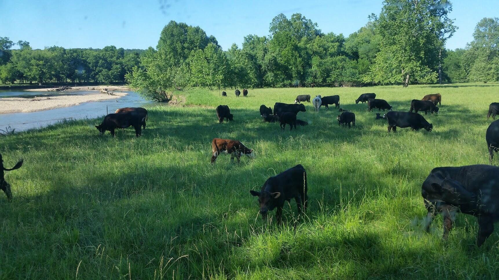75 +/- ACRES INCLUDING A LITTLE OVER A MILE OF LITTLE SUGAR CREEK FRONTAGE. PASTURE FOR LIVESTOCK,  , . OTHER OPTIONS FOR THIS LOCATION IS RECREATIONAL OPPORTUNITIES OR DEVELPOMENT. . NATIVE GRASSES INLCUDING BERMUDA. A RARE PROPERTY WITH SO MANY POSSIBILITES. PROPERTY HAS B71 AND  PONDEROSA ROAD FRONTAGE, FANTASTIC LOCATION. SHORT DISTANCE FROM HWY 71 AND I 49.